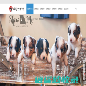 澳牧中国CKU注册专业澳洲牧羊犬澳牧幼犬繁殖基地|纯自然犬舍拥有各色澳牧幼犬供您选择