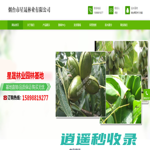 碧根果苗-优质碧根果苗木基地_烟台市星晟林业有限公司;