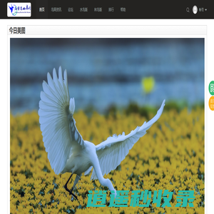 高黎贡山鸟网 -