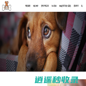 중국산 고품질 애완용품 B2B 공급업체 | Yzc Pet