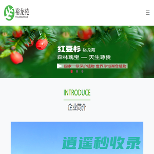 曼地亚红豆杉_红豆杉种植基地_山东红豆杉_烟台红豆杉_山东裕龙苑紫杉生态园有限公司