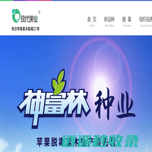 苹果苗木，苹果脱毒苗木，KNIP分枝大苗//神富林种业
