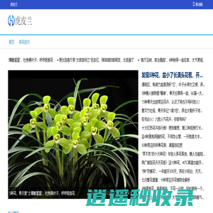 虎皮兰