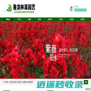 美国红叶紫薇_美国红火箭紫薇_美国天鹅绒紫薇_美国三红紫薇_山东省临沂市兰陵县鲁龙林果园艺专业合作社官方网站